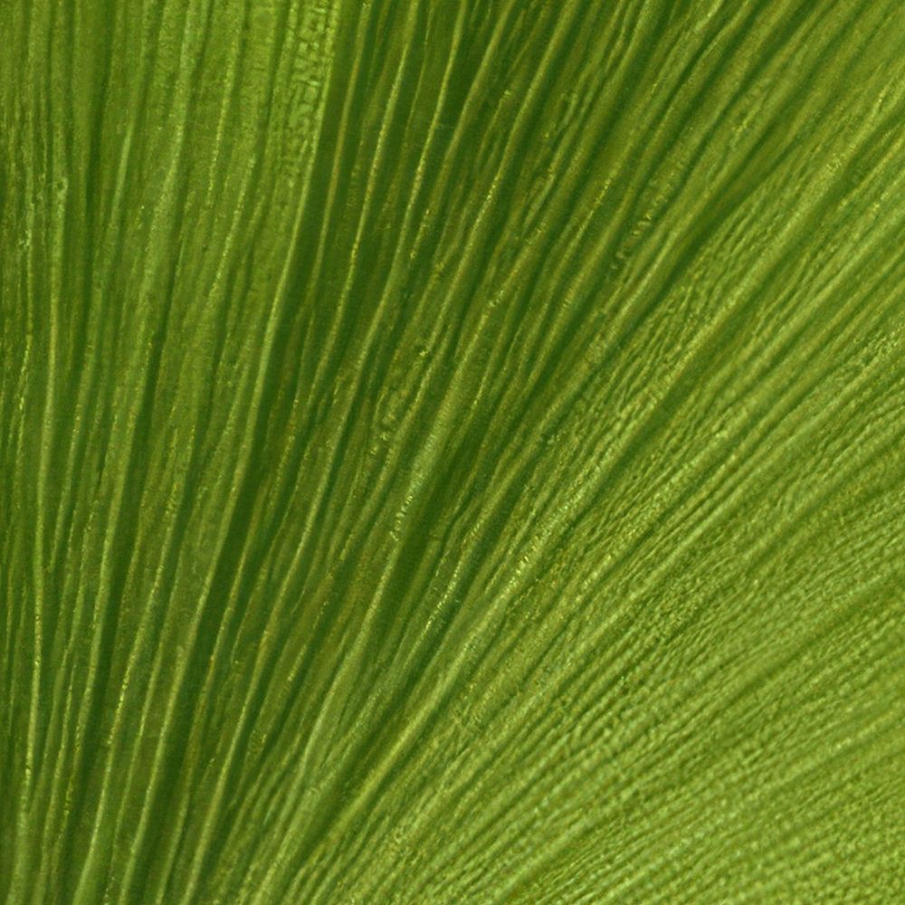 Ginkgo Biloba