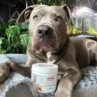 Dog lying on a couch with a container of Omni Rescue Irritated Skin dog supplement.