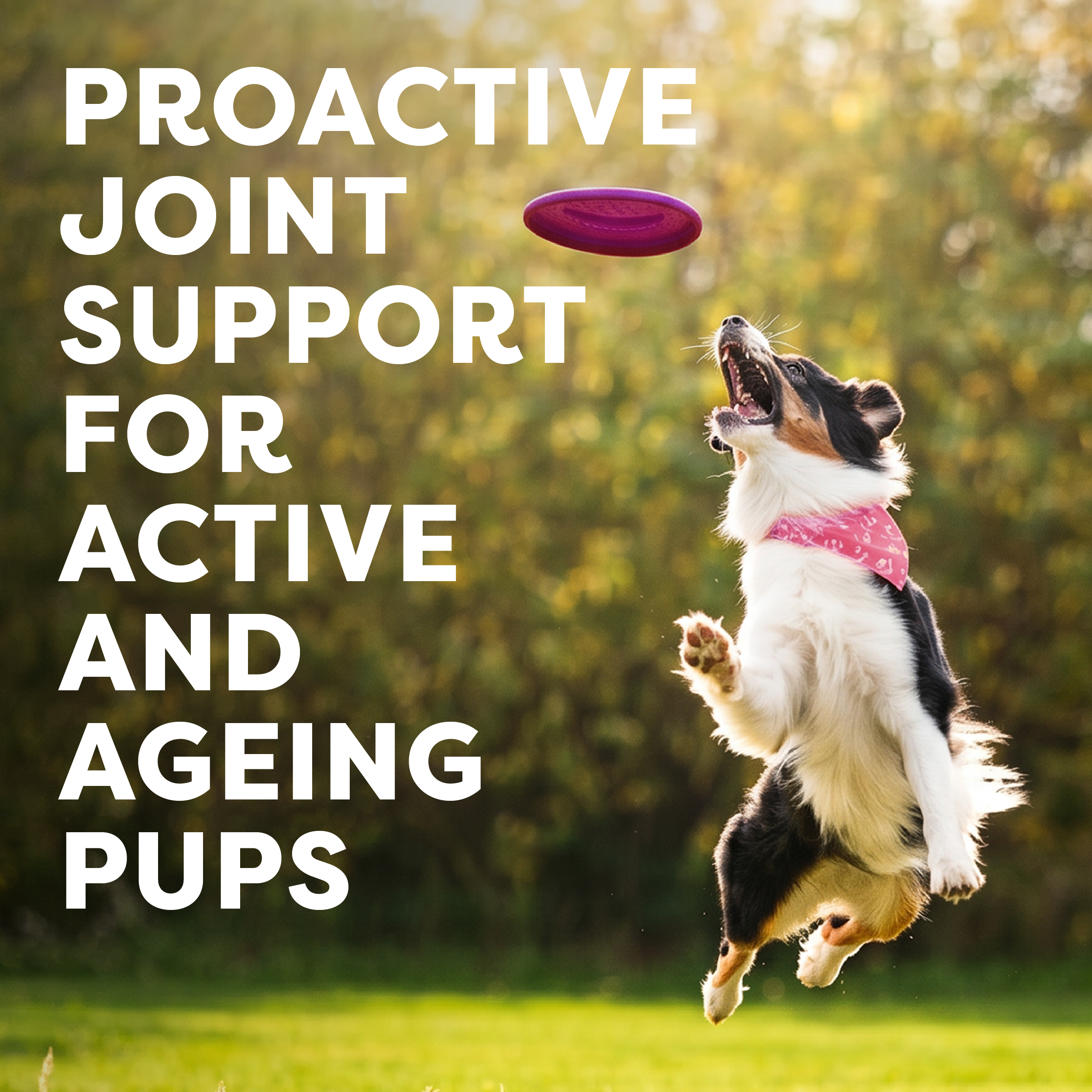 Joints & Mobility Supplement