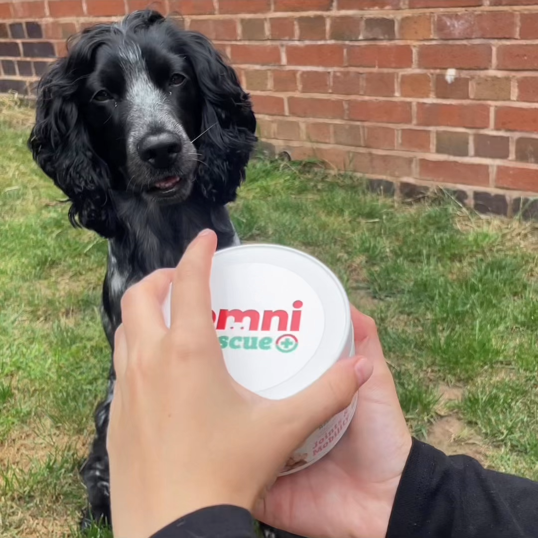 Dog sitting on grass with a hand holding a an Omni container against a brick wall.