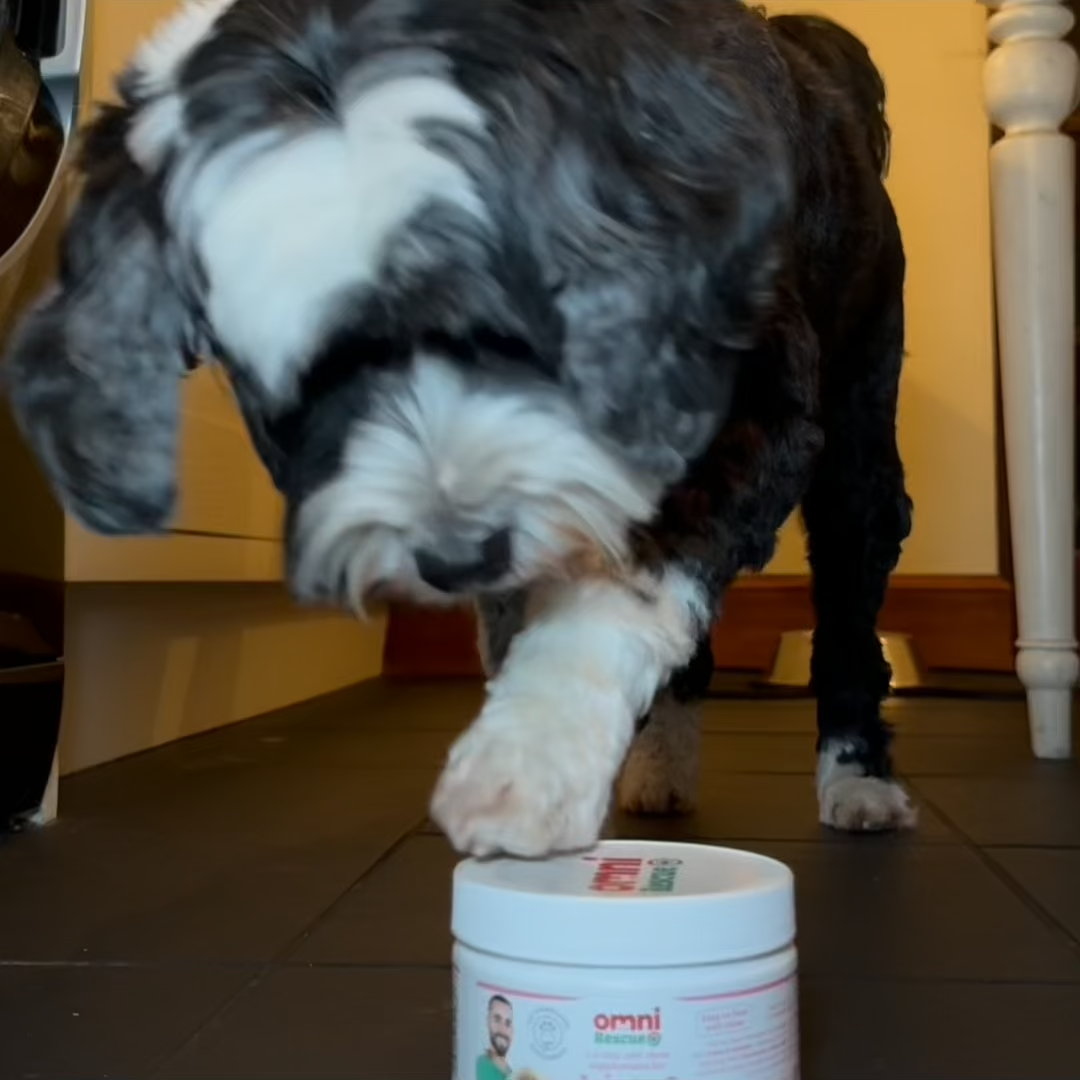 Dog standing on a container with 'omni' branding in a home setting