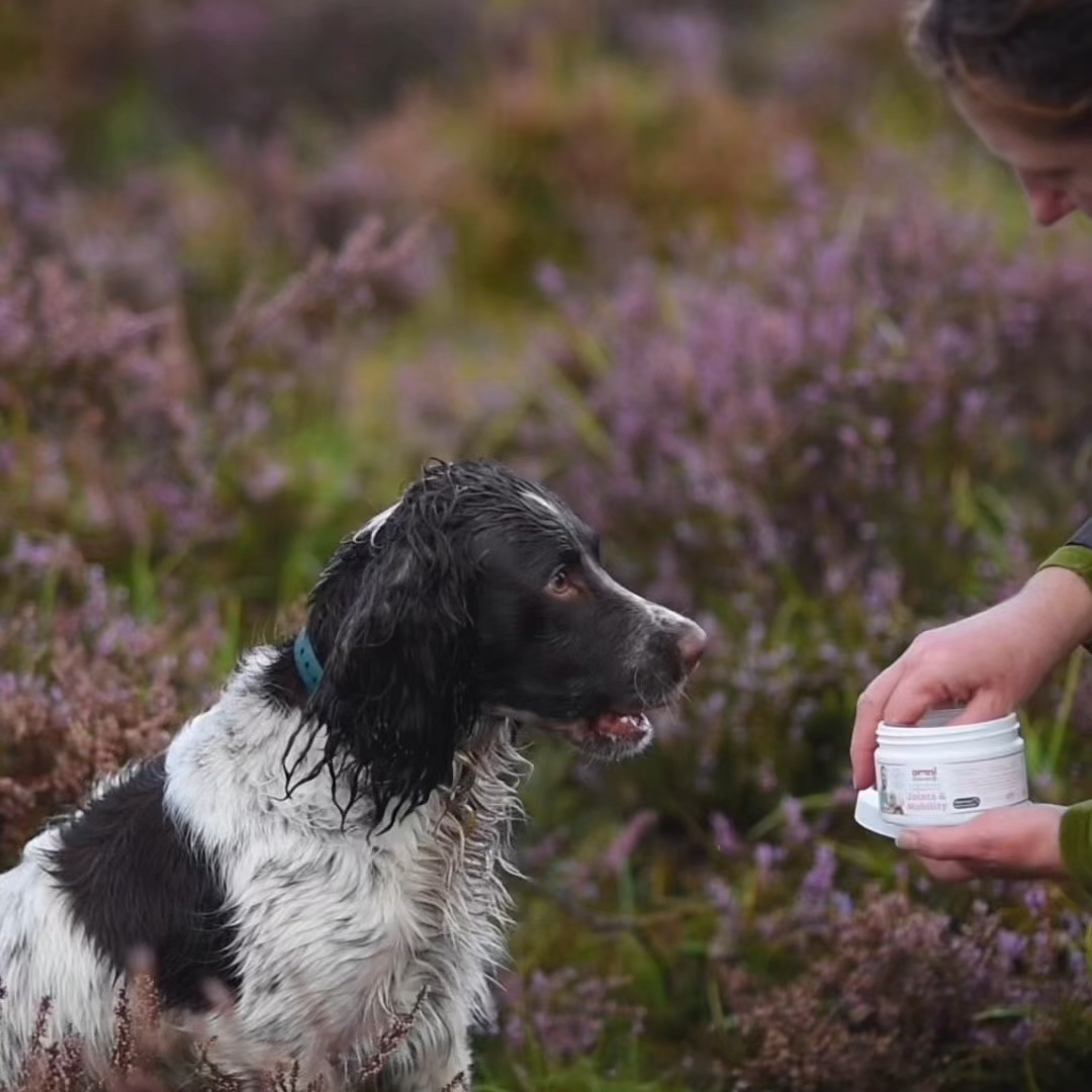 Dog sitting in a field of lavender with a person holding a container.
