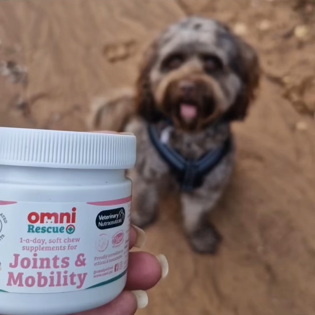 Person holding a jar of 'omni Rescue' for joints and mobility in front of a dog outdoors.