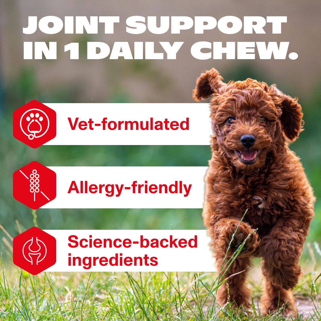 Dog standing on grass with joint support product features displayed.