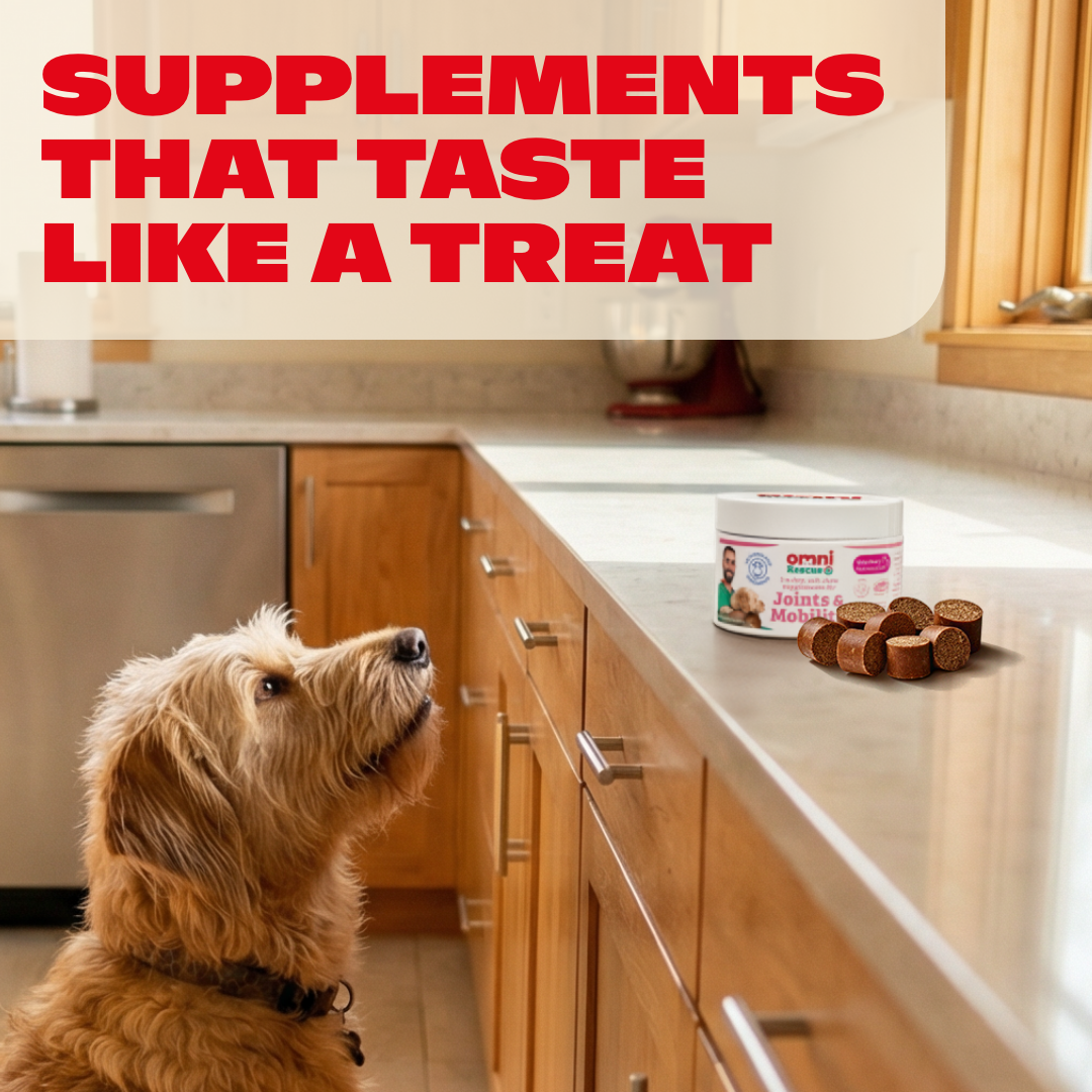 Dog looking at a container of supplements on a kitchen counter with text 'Supplements that taste like a treat'.