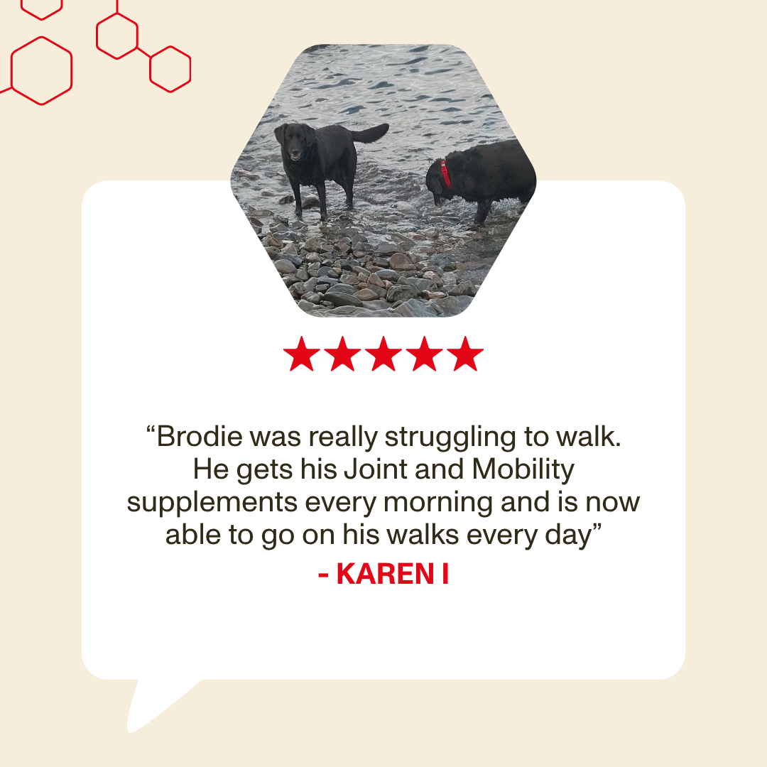 Two dogs on a rocky beach with a testimonial about joint and mobility supplements.