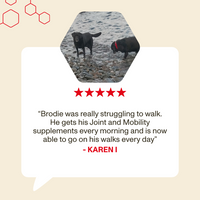 Two dogs on a rocky beach with a testimonial about joint and mobility supplements.