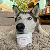 Dog lying on a carpet with a jar of Omni Rescue Joints & Mobility supplement in front of it.
