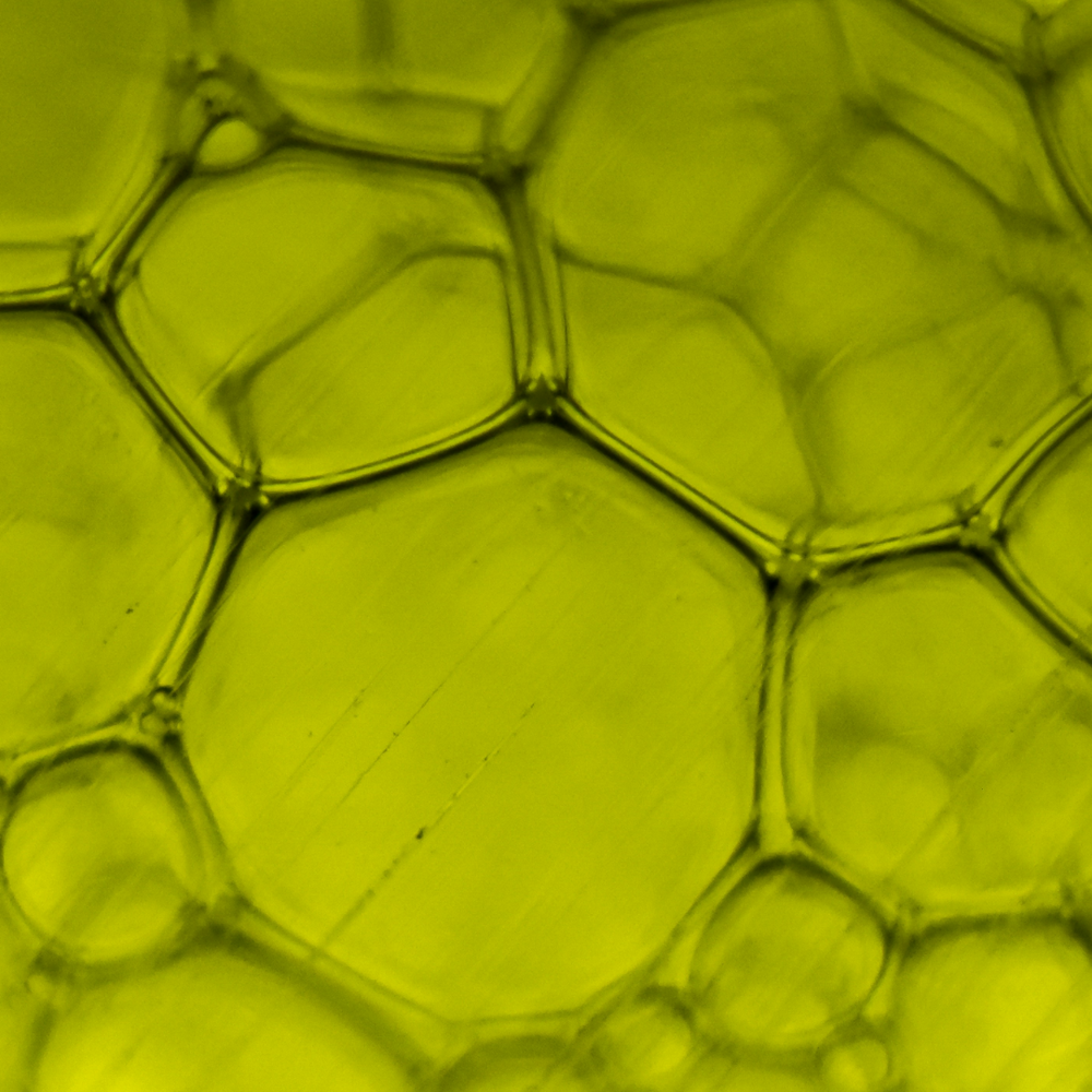 L-Theanine