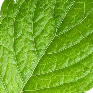 Lemon Balm