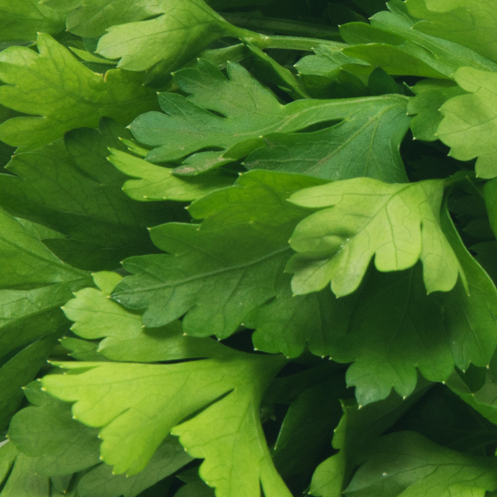 Parsley