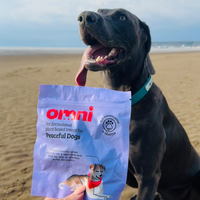 dog on beach with omni treats