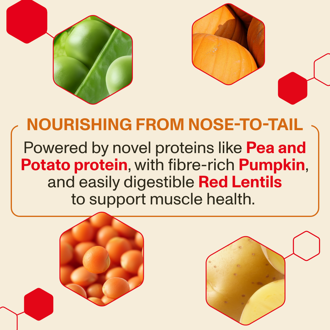 Text about protein sources with images of peas, pumpkin, and red lentils on a beige background.