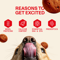 Puppy Dry Food