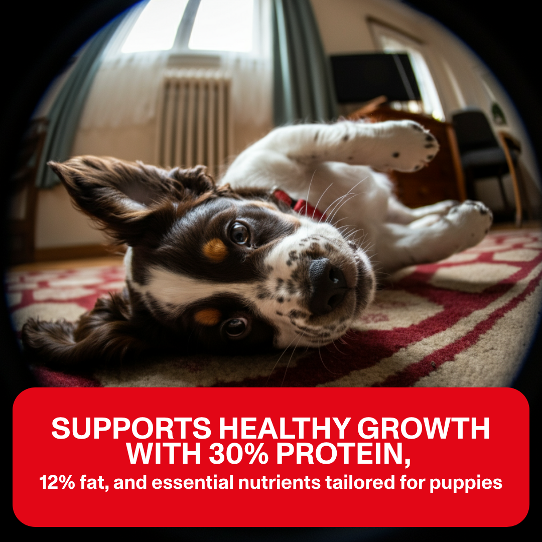 Puppy Dry Food