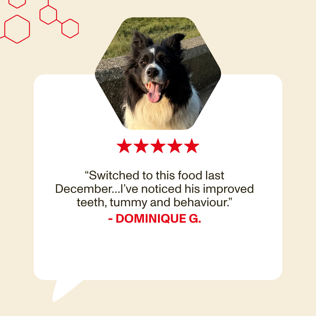 Dog with a five-star rating and review text on a beige background