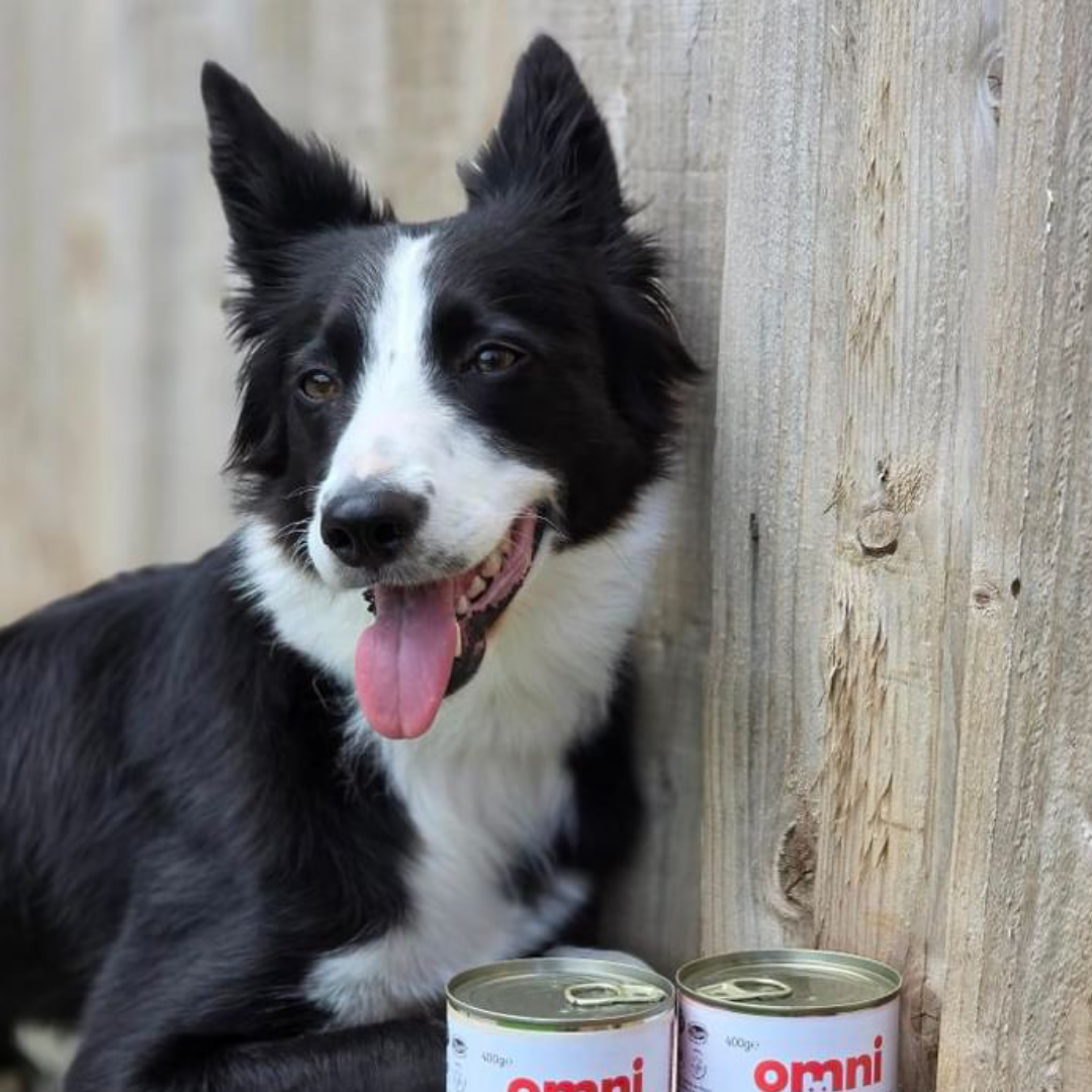 Dog sitting next to two cans of Omni pet food against a wooden background