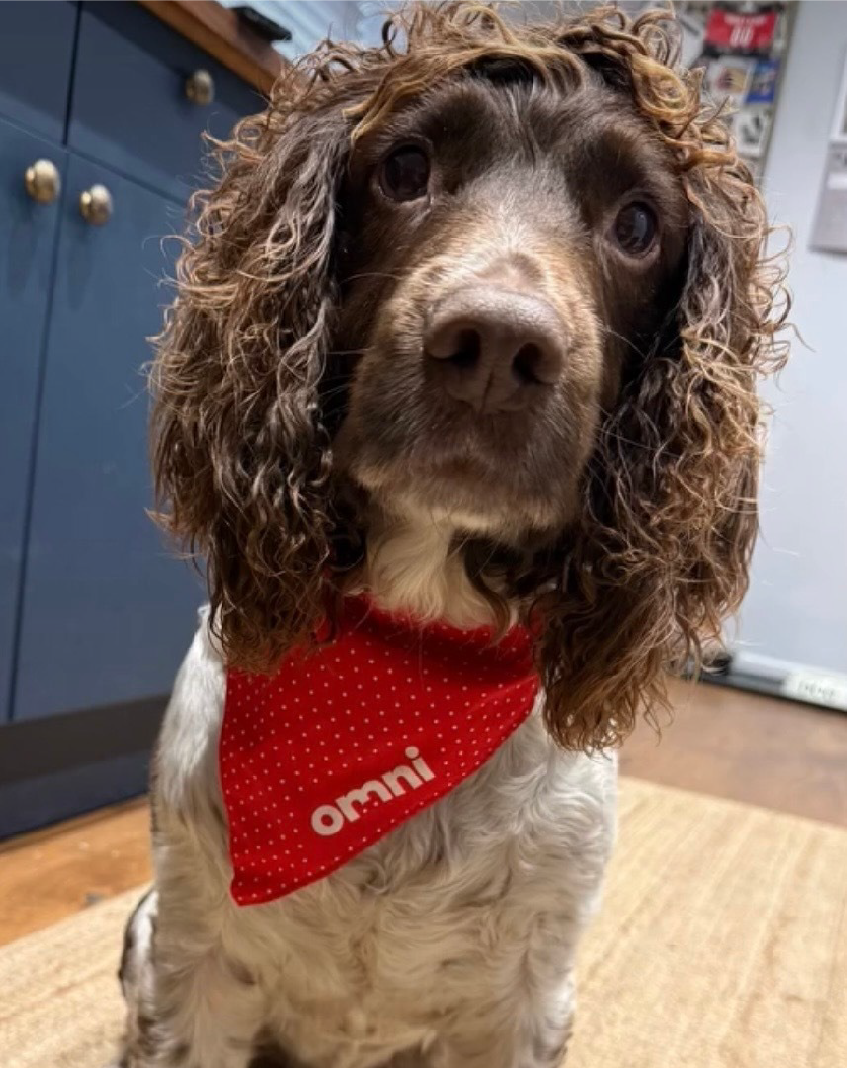 Healthy, Happy Skin For Your Dog