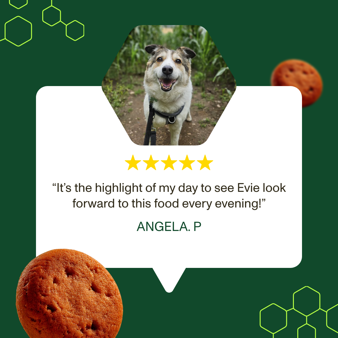 Senior Dry Food