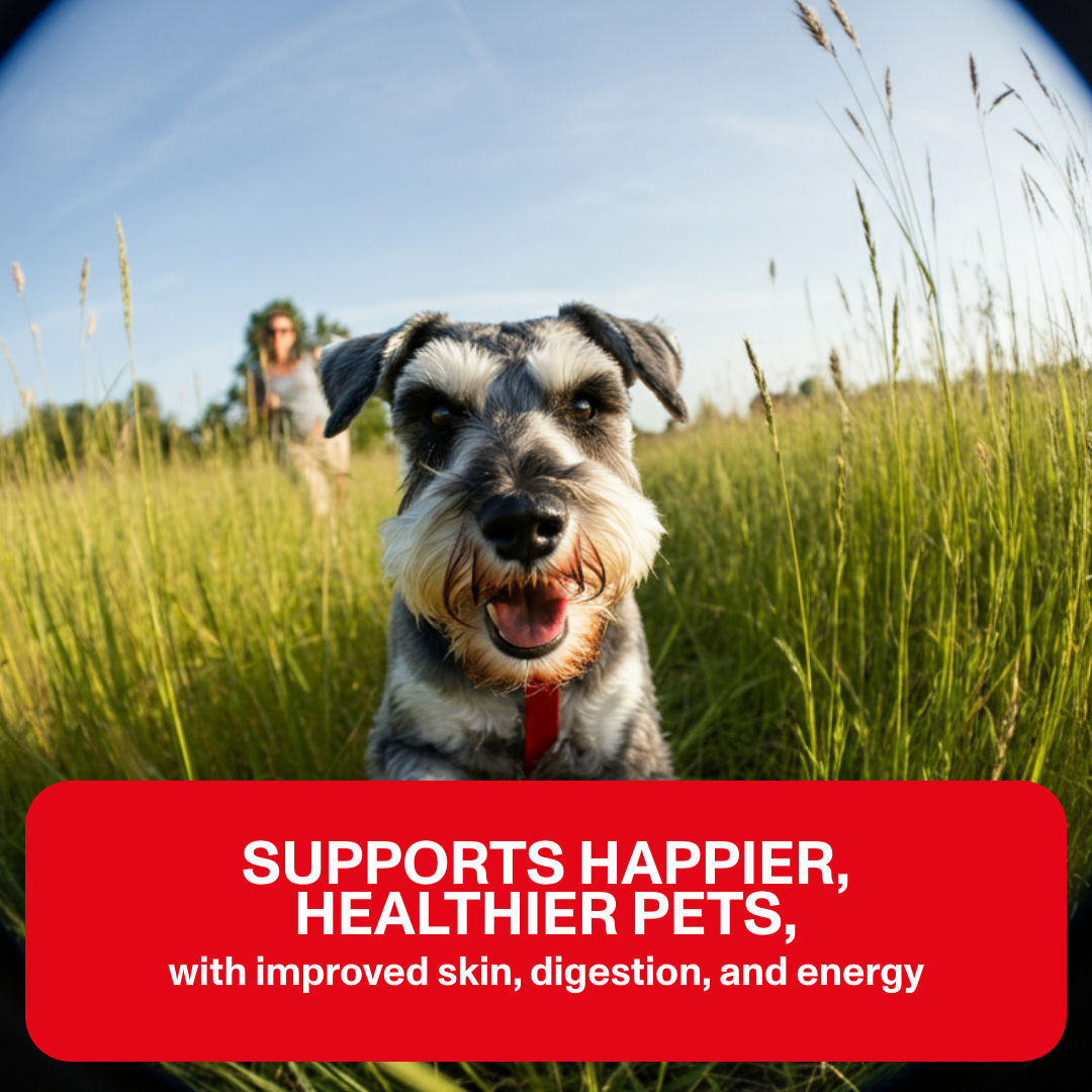 Dog in a grassy field with a red banner promoting pet health benefits