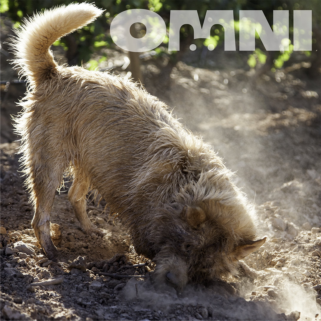 Dog digging in dirt with 'OMNI' logo in the corner