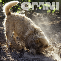 Dog digging in dirt with 'OMNI' logo in the corner