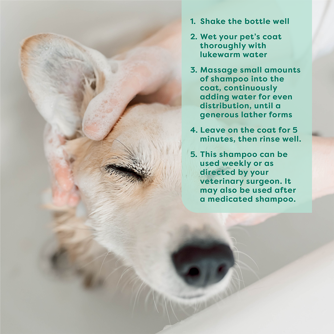 Dog being groomed with a text overlay of pet care instructions.