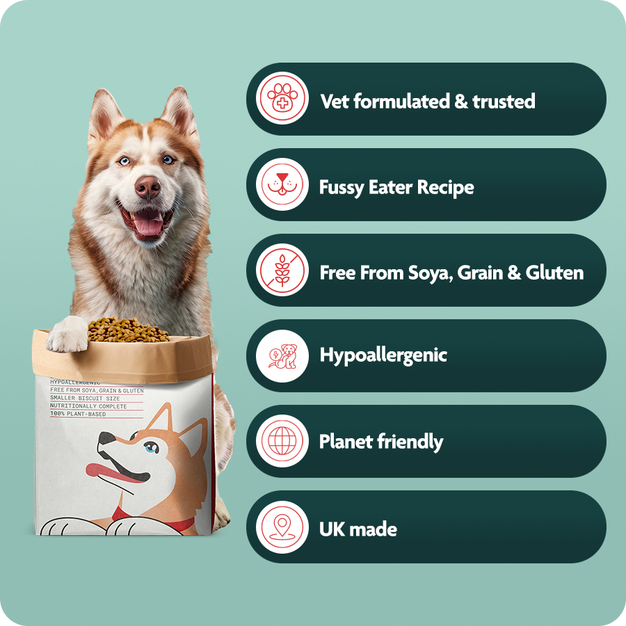 Your Dog Fussy Eating Puppy Why Is My Dog Not Eating? Causes And