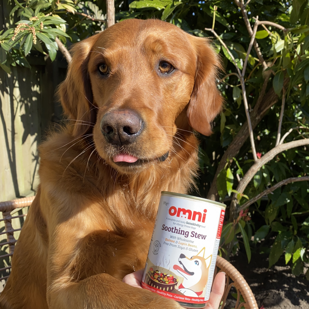 Dog with Omni Soothing Stew tin