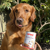 Dog with Omni Soothing Stew tin