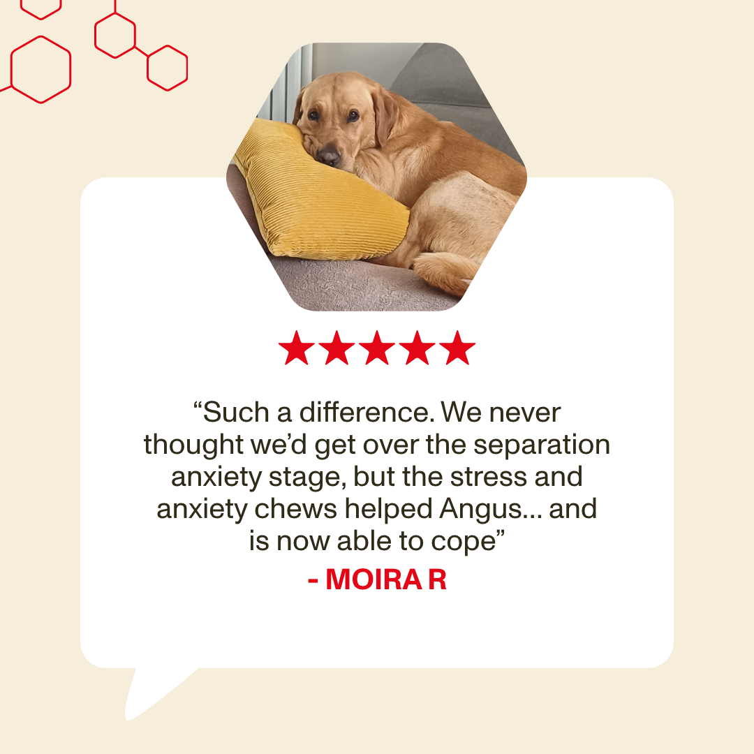 Dog lying on a yellow pillow with a review quote and star rating on a beige background