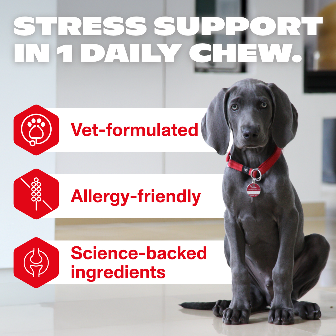 Stress & Anxiety Supplement