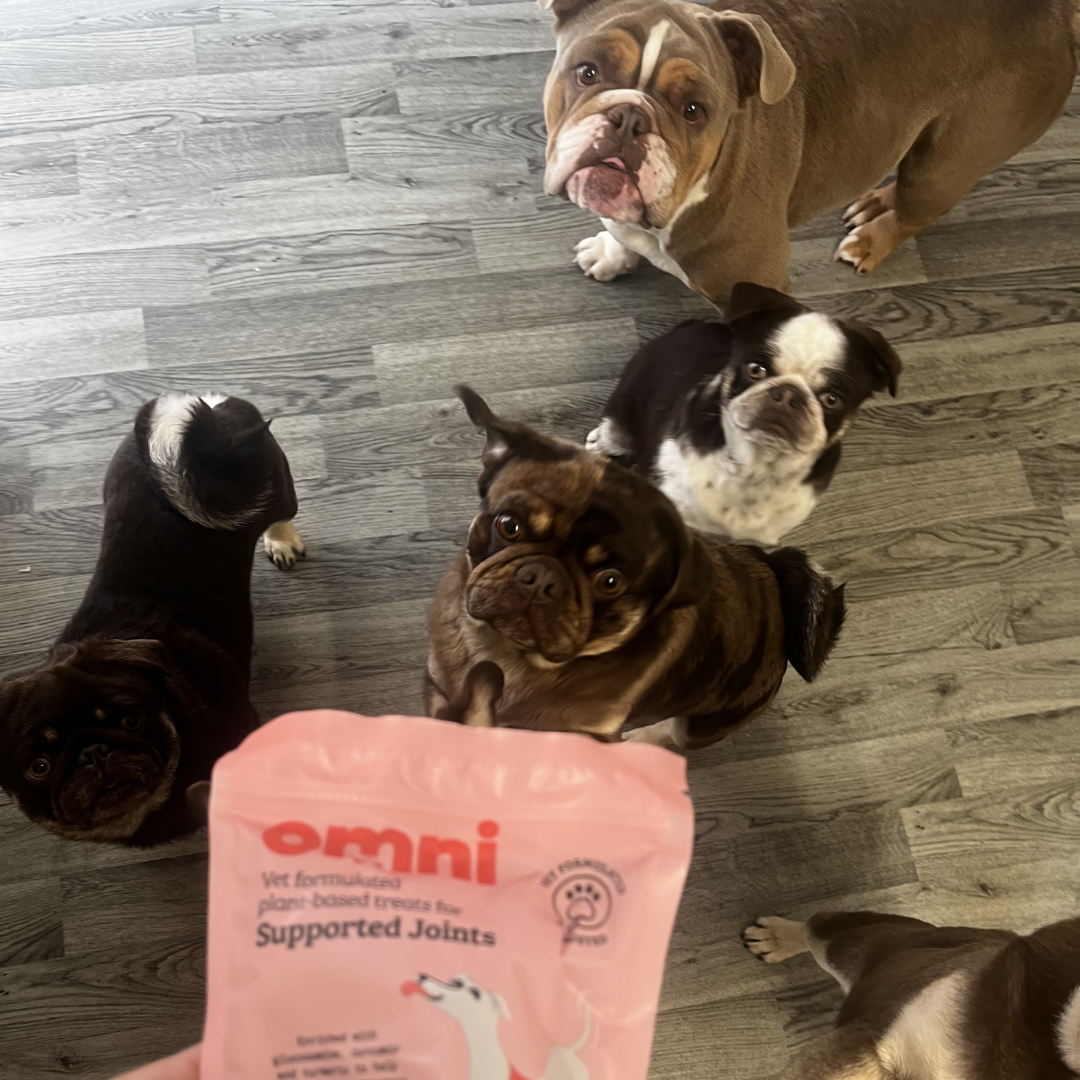 dogs looking at omni treats