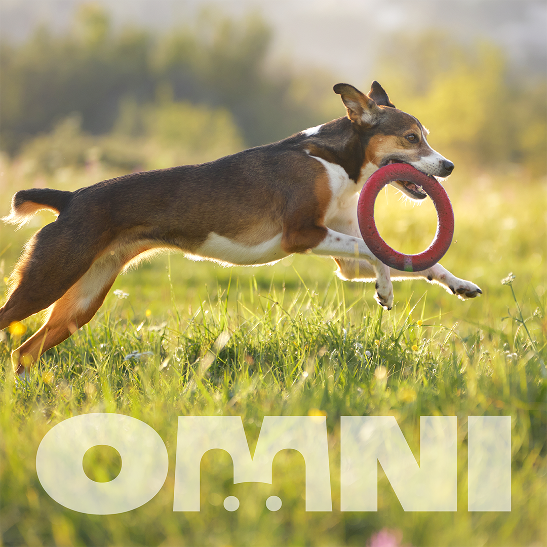 Dog running with a frisbee in a grassy field, featuring the Omni brand logo.