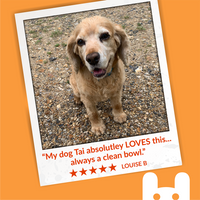 Dog standing on a gravel surface with a testimonial about a clean bowl on an orange background