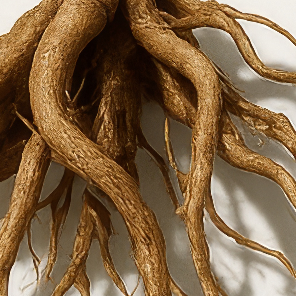 Valerian Root