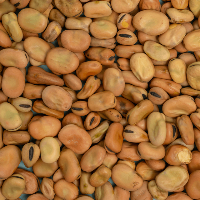 Fava Bean Protein