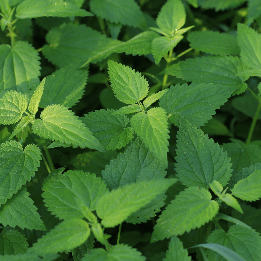 Nettle Leaf Powder