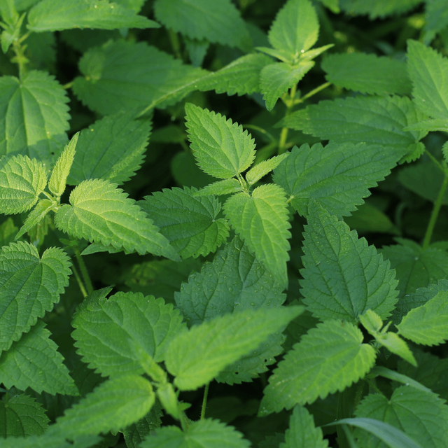 Nettle Leaf Powder