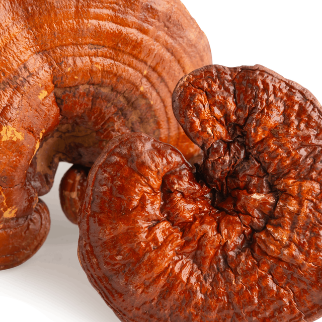 Reishi Mushroom
