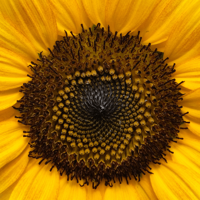 Sunflower Oil