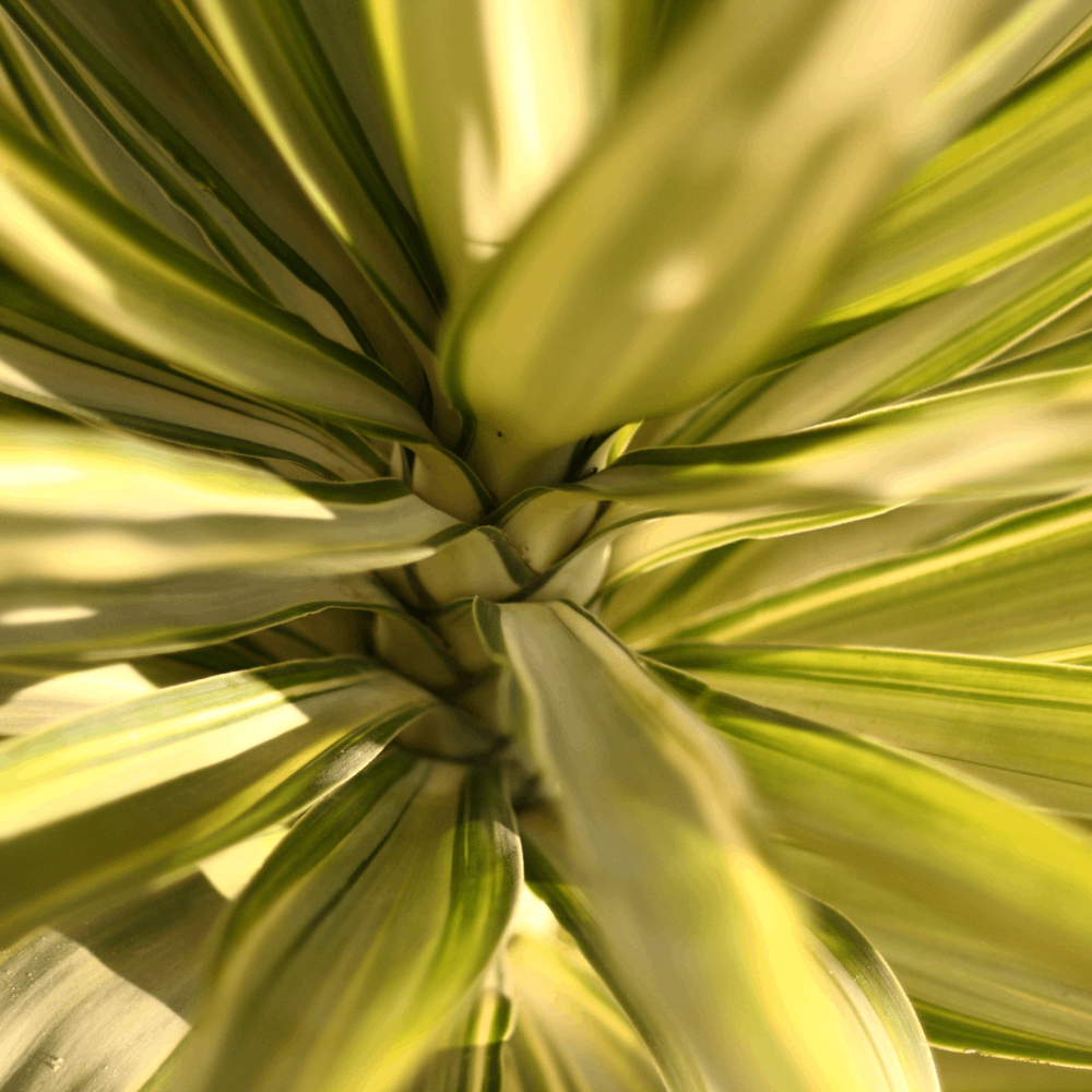 Yucca Schidigera