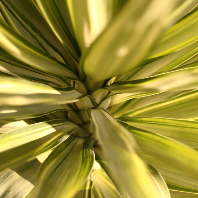 Yucca Schidigera